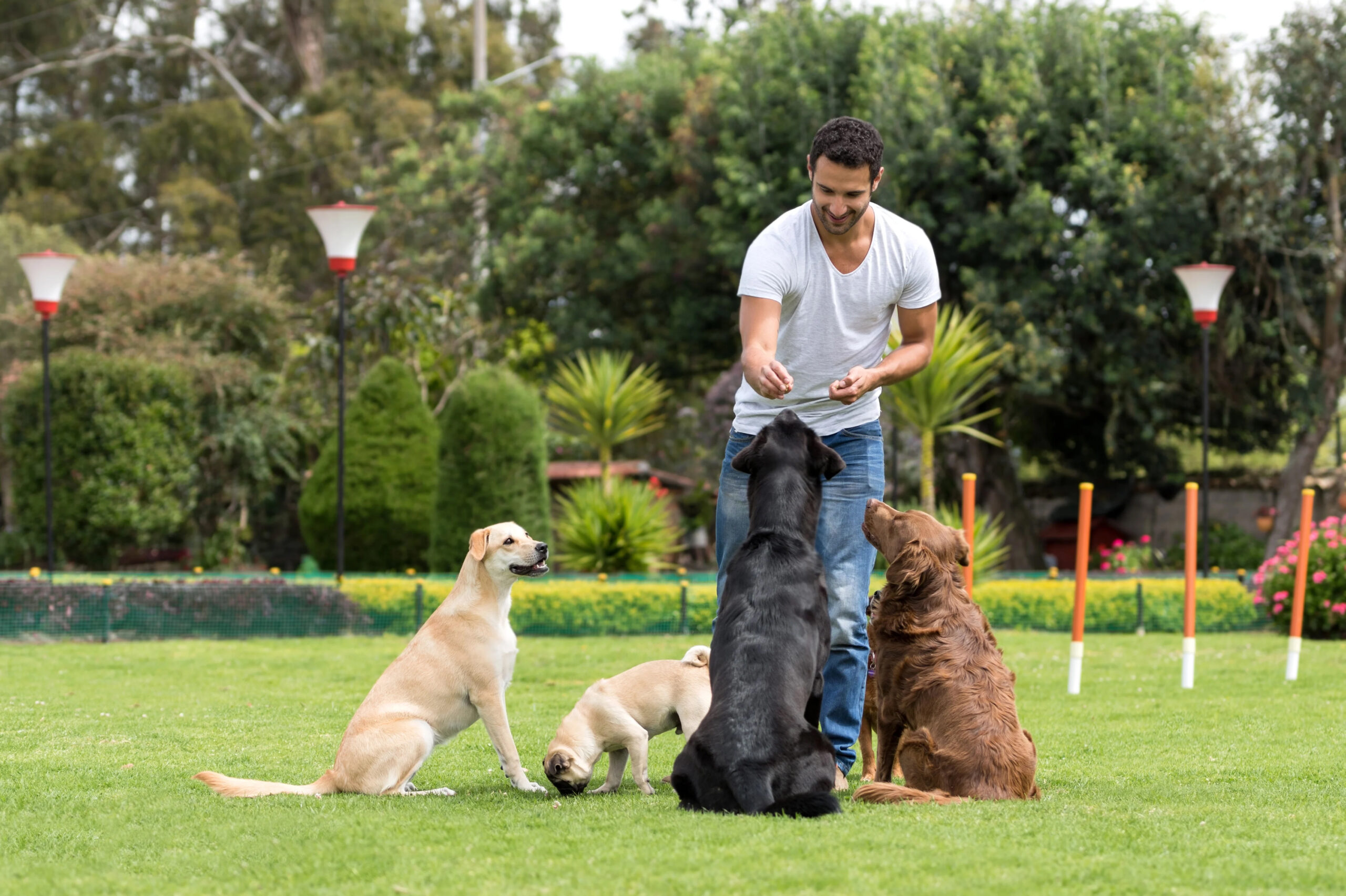 dog training software